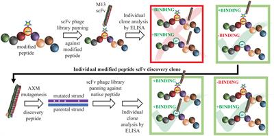 Use of Epivolve phage display to generate a monoclonal antibody with opsonic activity directed against a subdominant epitope on extracellular loop 4 of Treponema pallidum BamA (TP0326)